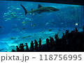 美ら海水族館の巨大水槽とジンベイザメ 118756995