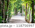 備瀬のフクギ並木 118756997
