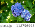 雨上がりの青い紫陽花 118756998