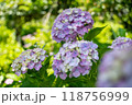 カラフルな紫陽花 118756999