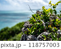 きれいなエメラルドグリーンの海と植物 118757003