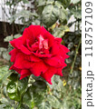 A Beautiful Red Rose Is Blooming In A Picturesque Garden Full Of Natures Wonders 118757109