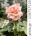 A Beautiful Pink Rose Is Blooming In A Picturesque Garden Full Of Natures Wonders 118757110