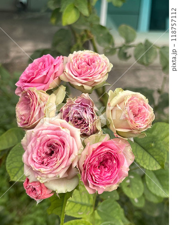 Experience the beauty of beautiful pink roses gracefully blooming in a garden setting today 118757112