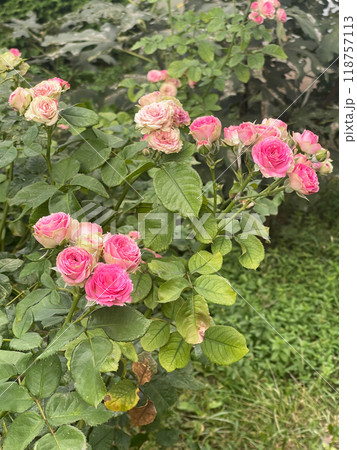Experience the beauty of beautiful pink roses gracefully blooming in a garden setting today Experience the beauty of beautiful pink roses gracefully blooming in a garden setting today 118757113