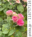 Beautiful and Vibrant Pink Roses in Full Bloom, Capturing Natures Elegant Beauty 118757116