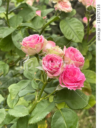 Beautiful and Vibrant Pink Roses in Full Bloom, Capturing Natures Elegant Beauty Beautiful and Vibrant Pink Roses in Full Bloom, Capturing Natures Elegant Beauty 118757116