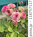 Beautiful and Vibrant Pink Roses in Full Bloom, Capturing Natures Elegant Beauty 118757117