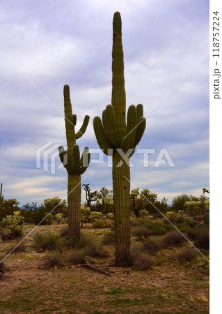 Central Sonora Desert Arizona Central Sonora Desert Arizona 118757224
