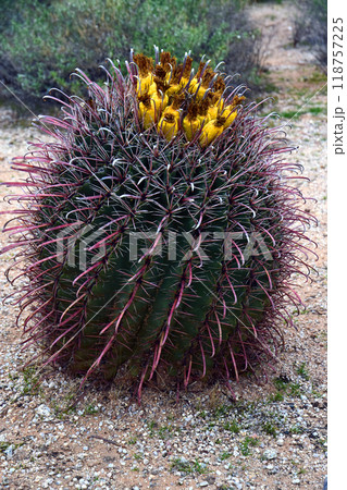 Arizona Barrel Cactus Sonora Desert Arizona 118757225
