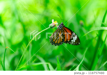 Yellow butterfly on a flower in the garden. Yellow butterfly on a flower in the garden. 118757480