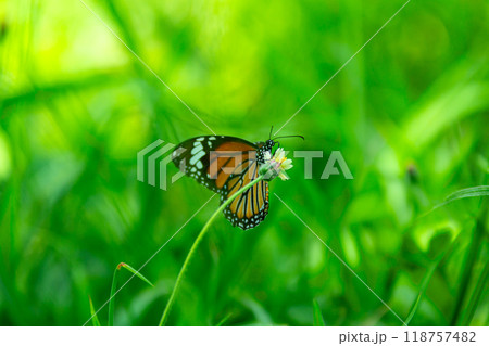 Yellow butterfly on a flower in the garden. Yellow butterfly on a flower in the garden. 118757482