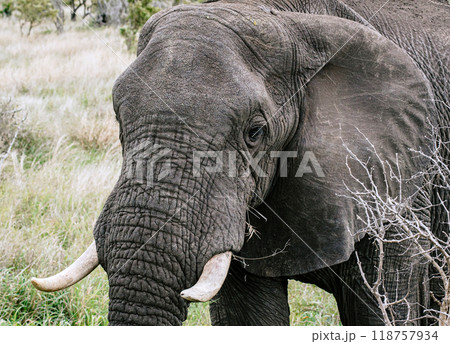 Close up portrait of an African elephant. Safari in savanna, South Africa, Kruger National Park Close up portrait of an African elephant. Safari in savanna, South Africa, Kruger National Park 118757934