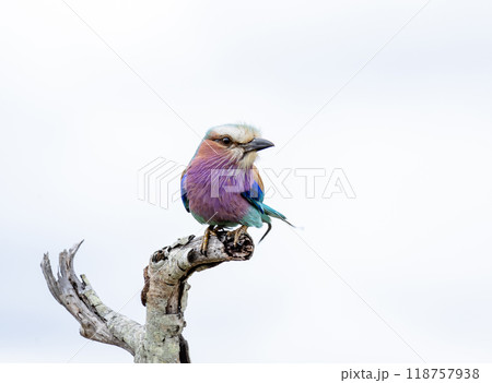 European roller, colorful bird on dry branch, green background. South Africa, Kruger National Park safari 118757938