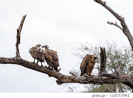 Three birds White-backed African vulture dry branch. Kruger Natural Park, South Africa. Animal wildlife bird background 118757941