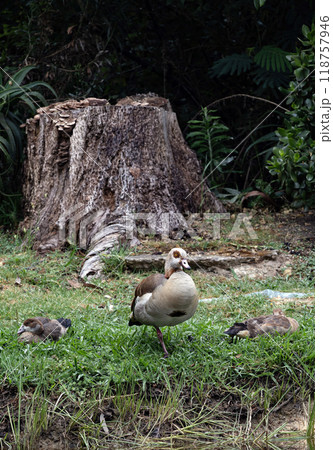 three Egyptian goose resting on the lawn, Alopochen aegyptiaca in natural habitat. African bird, invasive animal 118757946