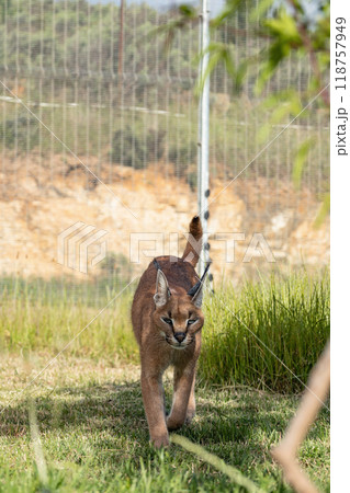 Caracal cat walks on territory of rehabilitation center, petting zoo in South Africa 118757949