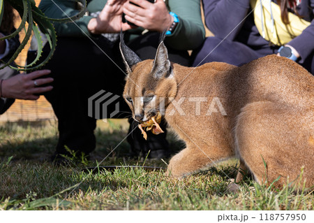 Caracal cat eats little chicken, rehabilitation center, petting zoo Caracal cat eats little chicken, rehabilitation center, petting zoo 118757950