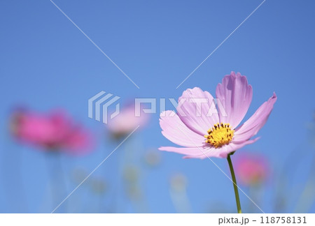 青空に映えるピンクの美しいコスモス　アップ 118758131