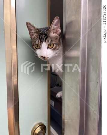 頭 頭部 かぶり 118758320