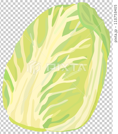 シンプルな白菜のイラスト ベクター素材 118758405
