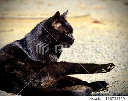 見つめる黒い外猫 見つめる黒い外猫 118758539