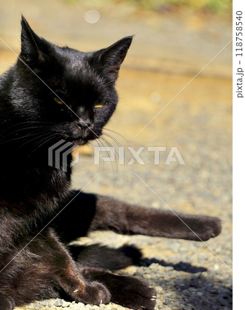 見つめる黒い外猫 118758540
