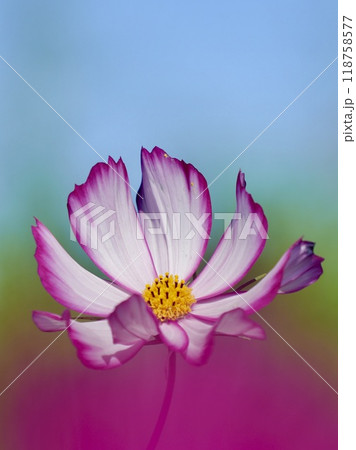 青空に映える白ピンクの美しいコスモス　アップ 118758577