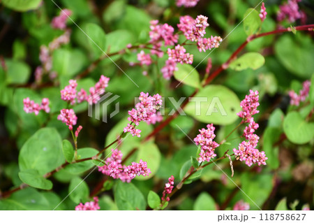 アイ（藍）・藍染めの原料 118758627