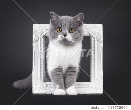 British Shorthair cat on black background 118758663