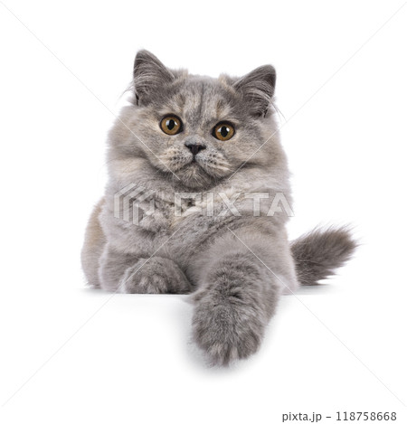 British Longhair cat on white background 118758668