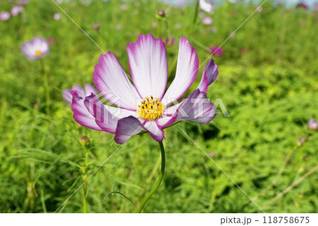 秋の日差しを浴びて咲く白ピンクのコスモス　グリーン背景　アップ 118758675