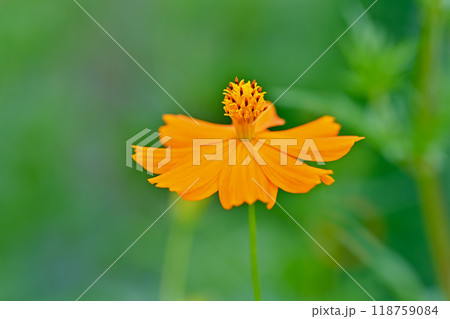 キバナコスモス キバナコスモス 118759084