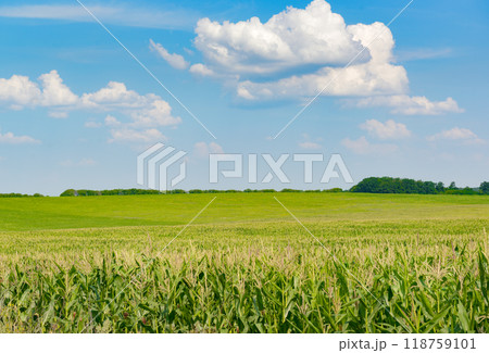 Bright corn field with ears corn and blue sky with white clouds. 118759101