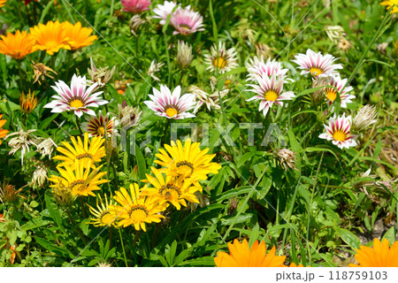 Yellow, white and orange flowers of Gazania on green summer meadow 118759103