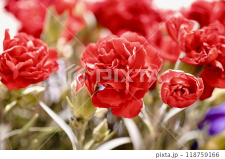 母の日にはカーネーション 118759166