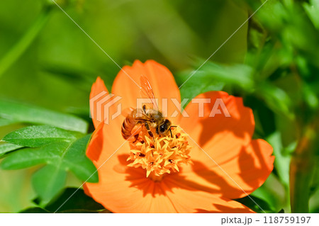 キバナコスモスにとまるミツバチ キバナコスモスにとまるミツバチ 118759197