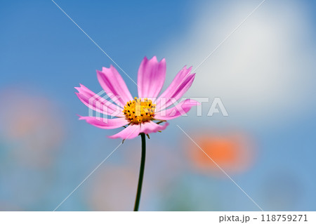 ピンク色のコスモスが咲いています 118759271