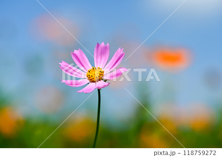 ピンク色のコスモスが咲いています 118759272