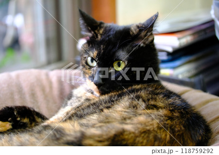 クッションでリラックスしている猫 クッションでリラックスしている猫 118759292