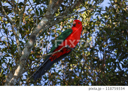 枝に止まって休息する堂々たる風格のキンショウジョウインコ 118759334