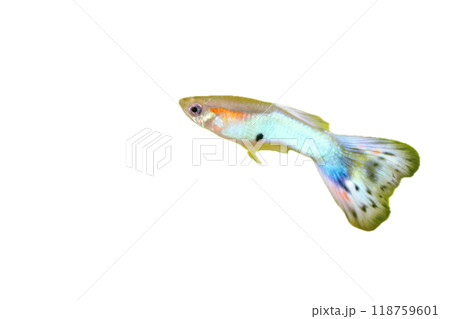 Guppy   (Poecilia reticulata) 118759601
