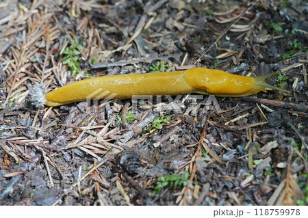 Closeup on a yellow large North-American California banana slug, Ariolimax californicus on the ground 118759978