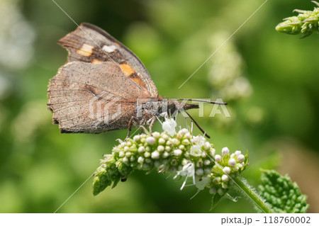 Closeup on the European beak or nettle-tree butterfly, Libythea celtis, sitting on a white flowering Mentha suaveolens, Gard, France 118760002