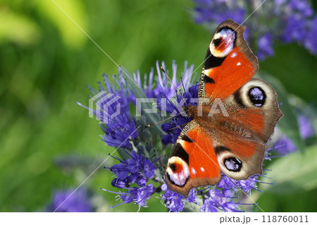 Closeup on the colorful European Peacock butterfly , Inachis io on a blue Caryopteris cladonensis flower Closeup on the colorful European Peacock butterfly , Inachis io on a blue Caryopteris cladonensis flower 118760011
