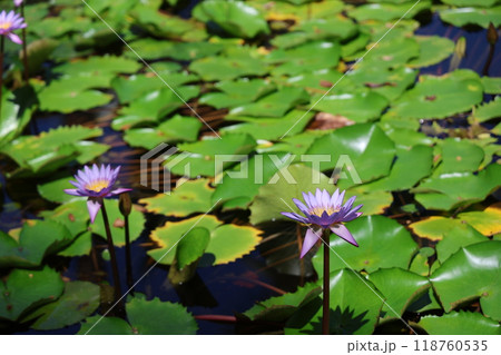可憐な紫のスイレン 118760535