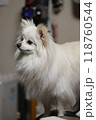 白いポメラニアン 118760544