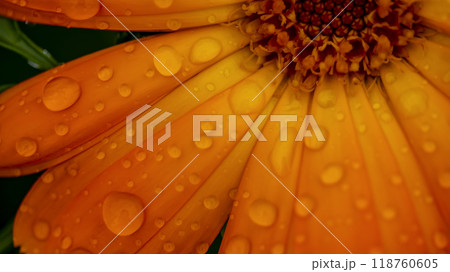 drops of morning dew on an orange flower, macro photo 118760605