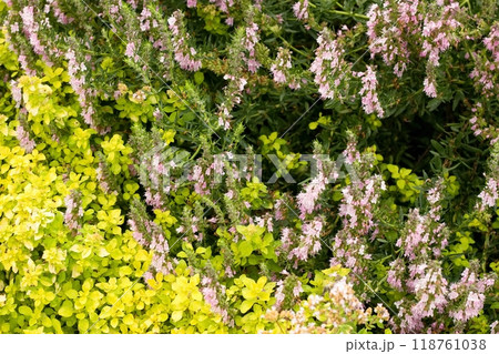 Detail of permaculture garden with yellow oregano in front and pink flowering hyssop, Detail of permaculture garden with yellow oregano in front and pink flowering hyssop, 118761038