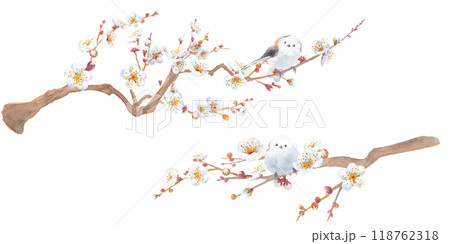 白い梅の花と野鳥(エナガ)の水彩イラスト。日本文化。 白い梅の花と野鳥(エナガ)の水彩イラスト。日本文化。 118762318